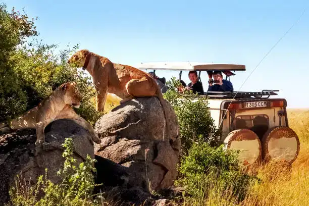 safari