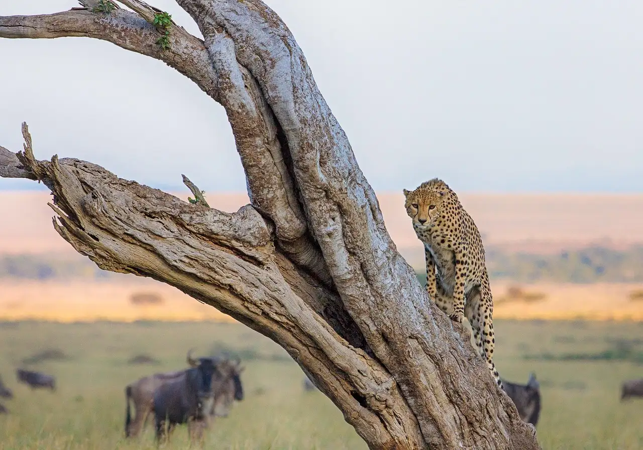 4 Day Wildebeest Migration
