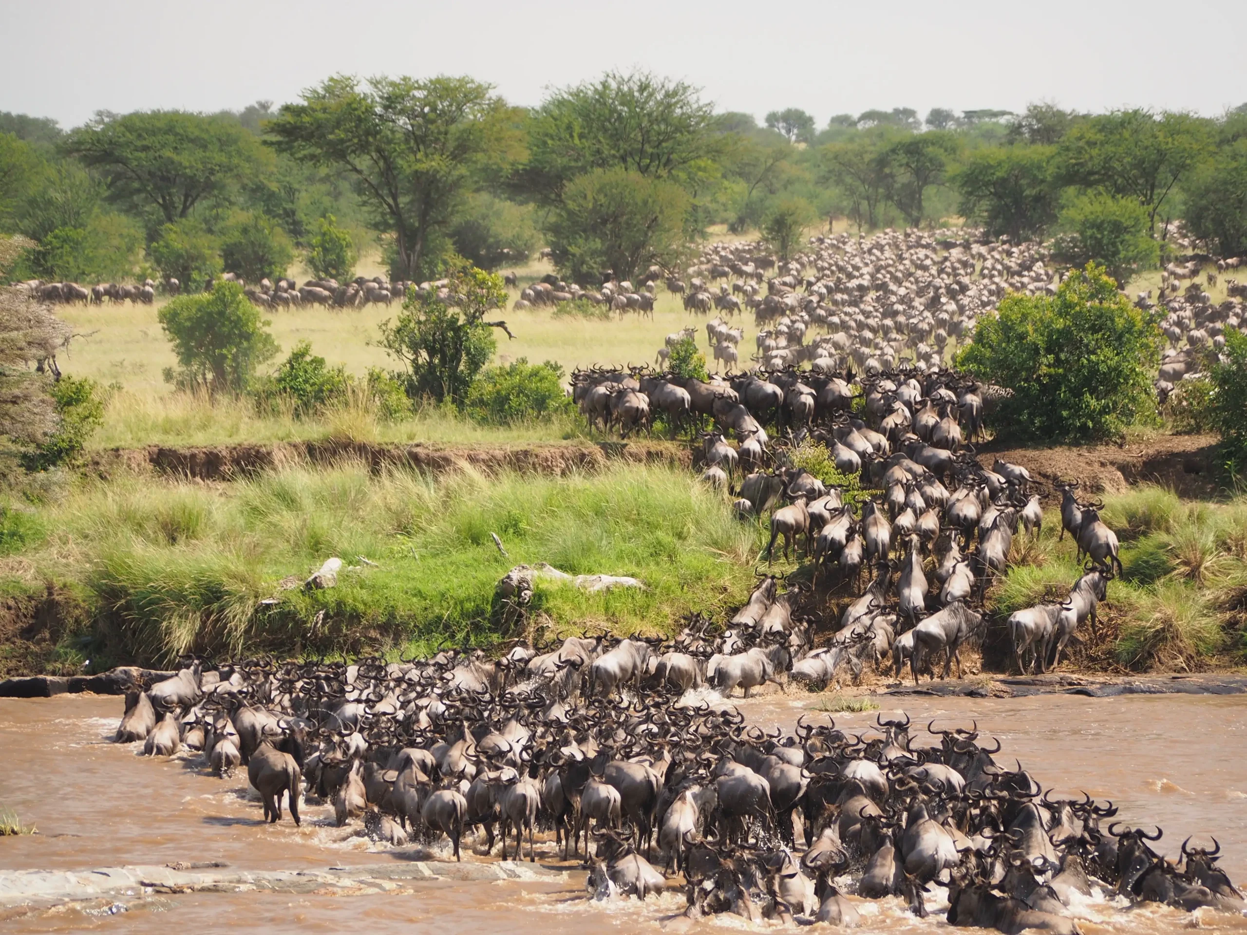 7 Day great Migration Mid Range Safari